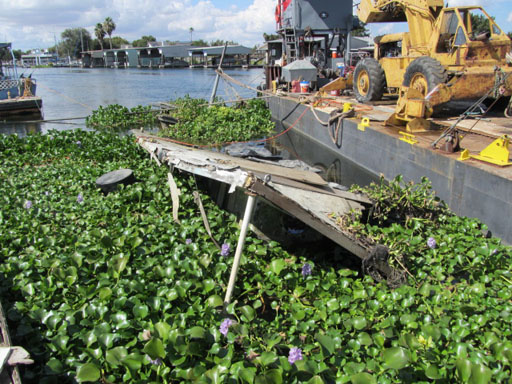 Water Hyacinth